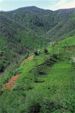 simsearch:841-02993524,k - Tea plantation in the hills near Trabzon in Anatolia, Turkey, Asia Minor, Eurasia Stock Photo - Rights-Managed, Code: 841-02944650