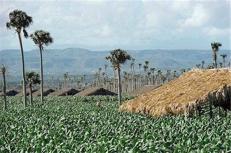 Field of tobacco, Santiago, Dominican Republic, West Indies, Caribbean, Central America Stock Photo - Rights-Managed, Code: 841-02944695