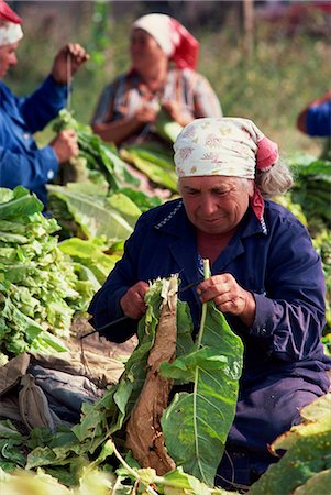 Portrait d'une femme âgée enfilage des feuilles sur une brochette en Bulgarie, Europe Photographie de stock - Rights-Managed, Code: 841-02944735