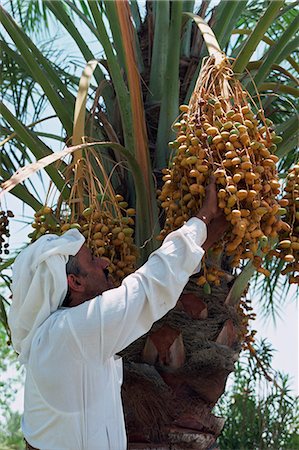 palma da dattero - Man picking fruit from a date palm, Bahrain, Middle East Fotografie stock - Rights-Managed, Codice: 841-02944781