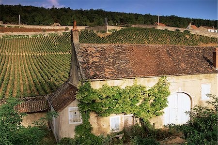 simsearch:841-02831268,k - Old house and vineyards, Bourgogne (Burgundy), France, Europe Stock Photo - Rights-Managed, Code: 841-02945147