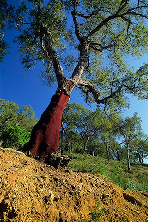 Cork Oak, Provence, France, Europe Stock Photo - Rights-Managed, Code: 841-02945224