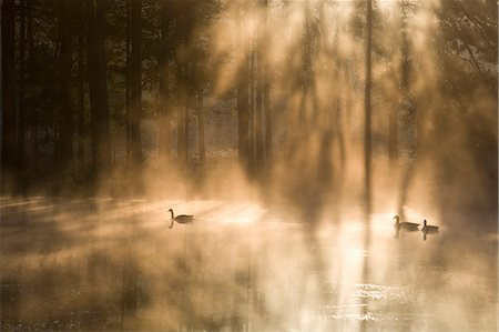 simsearch:841-06344865,k - Oies sur lac brumeux à l'aube, Crosswater, Surrey, Angleterre, Royaume-Uni, Europe Photographie de stock - Rights-Managed, Code: 841-02945317