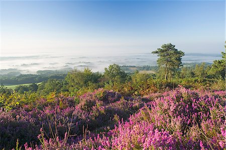 flowers mist - Heather on misty summer morning, view from Leith Hill, North Downs, Surrey Hills, Surrey, England, United Kingdom, Europe Stock Photo - Rights-Managed, Code: 841-02945327