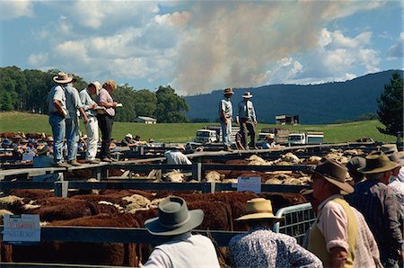 Cattle sale in Victorian Alps, Victoria, Australia, Pacific Foto de stock - Con derechos protegidos, Código: 841-02945435