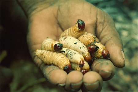 Sago grubs, to be eaten, Irian Jaya, Indonesia, Southeast Asia, Asia Foto de stock - Direito Controlado, Número: 841-02945433