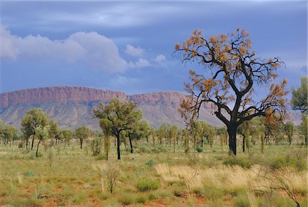 simsearch:841-02946379,k - Landscape around Papunya, Northern Territory, Australia Foto de stock - Con derechos protegidos, Código: 841-02945442