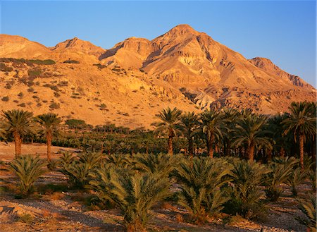 simsearch:841-05846117,k - Palmen und Mount Ishai an Ein Gedi im Bereich Totes Meer, Israel, Nahost Stockbilder - Lizenzpflichtiges, Bildnummer: 841-02945720