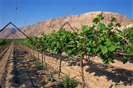 Row of vines in vineyard at Qumran, Judean Desert, Israel, Middle East Stock Photo - Rights-Managed, Code: 841-02945774