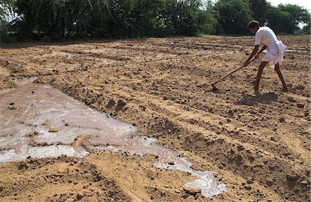 farmer and soil - Farmer working in bare field, with flood irrigation, village of Borunda, Rajasthan state, India, Asia Stock Photo - Rights-Managed, Code: 841-02945832