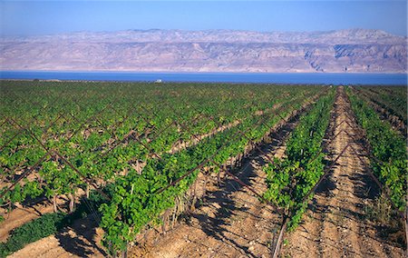 Rows of vines in vineyard, growing in sandy soil, with Dead Sea and Jordan in background, Dead Sea, Israel, Middle East Stock Photo - Rights-Managed, Code: 841-02945849