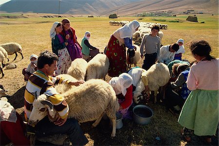 Milking sheep, Kurdistan, Anatolia, Turkey, Asia Minor, Eurasia Foto de stock - Con derechos protegidos, Código: 841-02945912