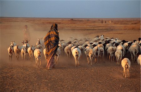 flock of sheep - Woman herding sheep at sundown, Hartisheik, Ethiopia, Africa Foto de stock - Con derechos protegidos, Código: 841-02945952
