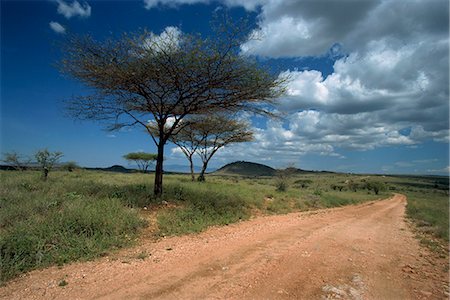 Dirt track road and acacia trees, Baragoi, Kenya, East Africa, Africa Foto de stock - Con derechos protegidos, Código: 841-02945968