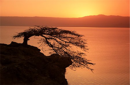 simsearch:841-03066465,k - Arbre d'Acacia silhouetté sur lac au lever du soleil, lac Langano, Ethiopie, Afrique Photographie de stock - Rights-Managed, Code: 841-02946029