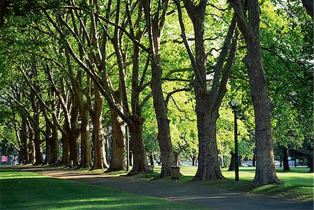 park avenue - Bäume säumen Park zu Fuß Weg, Melbourne, Victoria, Australien, Pazifik Stockbilder - Lizenzpflichtiges, Bildnummer: 841-02946034