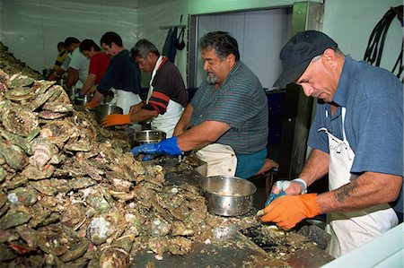 Maoris working processing oysters from shells, Bluff, Southland, South Island, New Zealand, Pacific Stock Photo - Rights-Managed, Code: 841-02946044