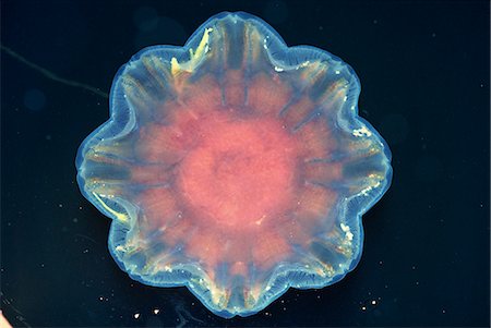 Close-up of a jellyfish on the surface of water, Tysfjord, Norway, Scandinavia, Europe Stock Photo - Rights-Managed, Code: 841-02946069