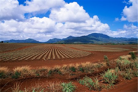 pineapple field pic - Fields of pineapples owned by Delmonte, Oahu, Hawaiian Islands, United States of America, Pacific, North America Stock Photo - Rights-Managed, Code: 841-02946060