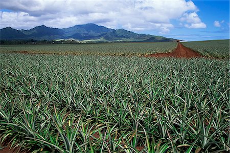 plantation united states - Fields of pineapples owned by Delmonte, Oahu, Hawaiian Islands, United States of America, Pacific, North America Foto de stock - Con derechos protegidos, Código: 841-02946061