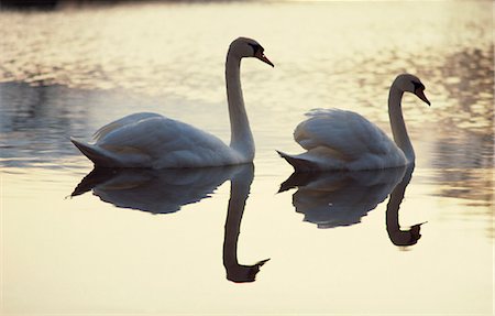 swan not waterfowl - Two swans on water at dusk, Dorset, England, United Kingdom, Europe Stock Photo - Rights-Managed, Code: 841-02946079