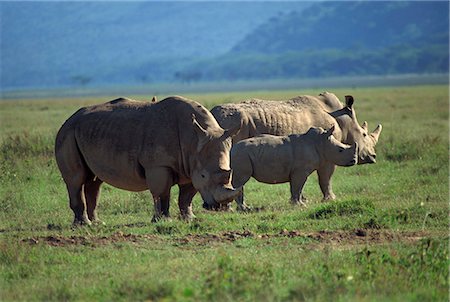 Black rhino family, Lake Nakuru Park, Kenya, East Africa, Africa Foto de stock - Con derechos protegidos, Código: 841-02946097