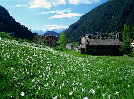 Poet's narcissus (Narcissus poeticus) and tiny old church above Arinsal village where Andorra's national flower grows in profusion, Arinsal, Andorra, Pyrenees, Europe Stock Photo - Rights-Managed, Code: 841-02946164