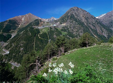 simsearch:841-02946162,k - Poets narcissus (Narcissus poeticus) and view west across the Arinsal valley to the Arinsal ski station in early summer, Arinsal, Percanela, Andorra, Europe Foto de stock - Con derechos protegidos, Código: 841-02946162