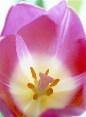 simsearch:841-03674533,k - Gros plan des stigmates et des étamines à l'intérieur d'une fleur de tulipe rose (tulipa) Photographie de stock - Rights-Managed, Code: 841-02946204