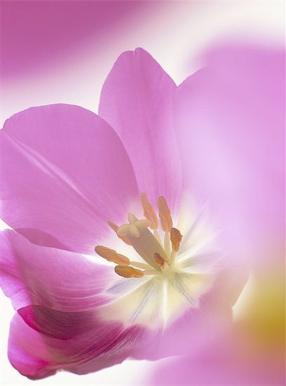 Studio shot, close-up of a pink tulip (tulipa) flower Photographie de stock - Premium Droits Gérés, Artiste: robertharding, Le code de l’image : 841-02946201