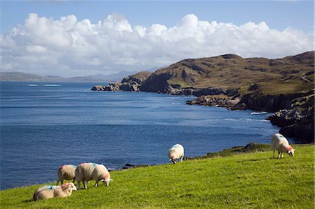 Sheep grazing by rugged coastline of Coulagh Bay between Urhin and Allihies on Ring of Beara tourist route, Knocknagallaun, Beara Peninsula, County Cork, Munster, Republic of Ireland, Europe Foto de stock - Con derechos protegidos, Código: 841-02946284