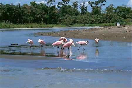 espátula rosada - Flock of roseate spoonbills (Ajaia ajaja) in shallow water, Pacuare River, Limon Province, Costa Rica, Central America Foto de stock - Con derechos protegidos, Código: 841-02946374