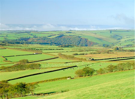 simsearch:841-02704138,k - Earling morning mist drifting across fields of sheep on the edge of Exmoor National Park, Exmoor from Shoulsbarrow Common, Challacombe, Exmoor, Devon, England, United Kingdom, Europe Stock Photo - Rights-Managed, Code: 841-02946386