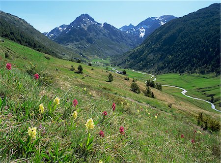 pyrenees mountains - Wild orchids (Dactyorhiza sambucina), Vall d'Incles, Soldeu, Andorra, Europe Stock Photo - Rights-Managed, Code: 841-02946410