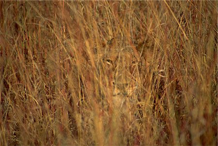Portrait of a lioness hiding and camouflaged in long grass, looking at the camera, Kruger National Park, South Africa, Africa Stock Photo - Rights-Managed, Code: 841-02946688