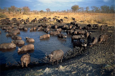 A herd of Cape buffalo (Syncerus caffer) drinking at a water hole, Kruger National Park, South Africa, Africa Foto de stock - Con derechos protegidos, Código: 841-02946689