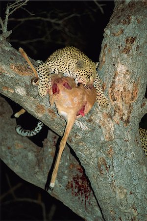prey - Leopard (Panthera pardus), Kruger National Park, South Africa, Africa Stock Photo - Rights-Managed, Code: 841-02946696