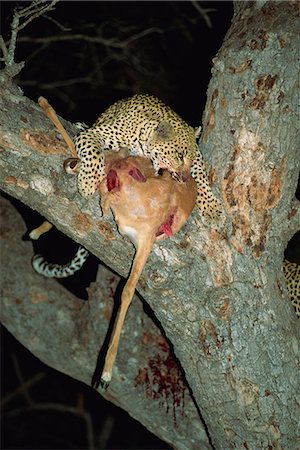 Leopard (Panthera pardus), Kruger National Park, South Africa, Africa Stock Photo - Rights-Managed, Code: 841-02946696