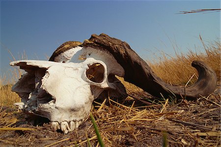 skull bones - Skull of Cape buffalo (Syncerus caffer), Kruger National Park, South Africa, Africa Stock Photo - Rights-Managed, Code: 841-02946690