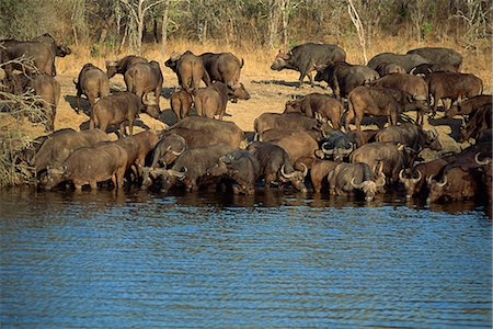 A herd of Cape buffalo (Syncerus caffer) drinking at a water hole, Kruger National Park, South Africa, Africa Foto de stock - Con derechos protegidos, Código: 841-02946691
