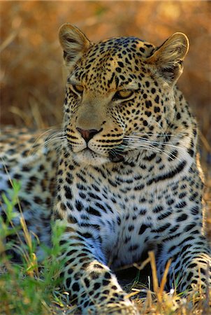 simsearch:841-02711946,k - Portrait d'un léopard (Panthera pardus), Delta de l'Okavango, au Botswana Photographie de stock - Rights-Managed, Code: 841-02946704