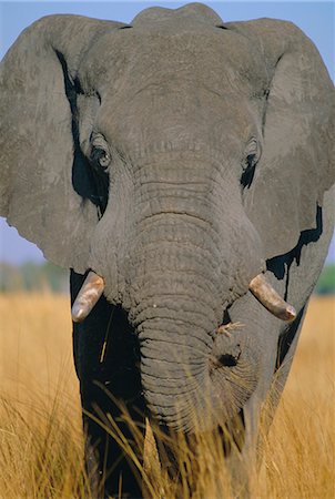 L'éléphant d'Afrique (Loxodonta africana), Okavango Delta, Botswana, Afrique Photographie de stock - Rights-Managed, Code: 841-02946707