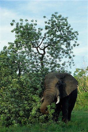 simsearch:841-02703167,k - Afrikanische Elefanten, Krüger Nationalpark, Südafrika, Afrika Stockbilder - Lizenzpflichtiges, Bildnummer: 841-02946709