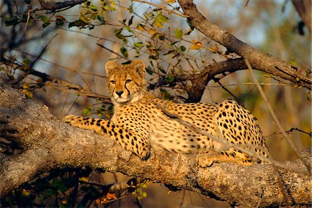 A Cheetah (Acinonyx jubatus) in a tree, Kruger Park, South Africa Stock Photo - Rights-Managed, Code: 841-02946714