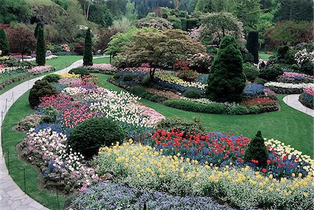 Tulips in the Butchart Gardens, Vancouver Island, Canada, British Columbia, North America Stock Photo - Rights-Managed, Code: 841-02946987