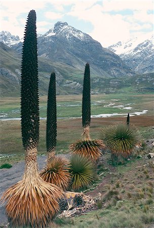 simsearch:862-03732047,k - Catac National Park, Andes mountains, Peru, South America Foto de stock - Con derechos protegidos, Código: 841-02946999