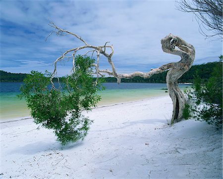 simsearch:841-03067702,k - Wind blown tree on beach of Lake Birrabee, Fraser Island, UNESCO World Heritage Site, Queensland, Australia, Pacific Foto de stock - Direito Controlado, Número: 841-02947033