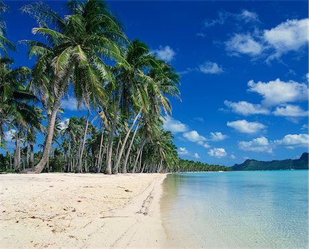 scenes of bora bora - Palm trees fringe the tropical beach and sea on Bora Bora (Borabora), Tahiti, Society Islands, French Polynesia, Pacific Islands, Pacific Stock Photo - Rights-Managed, Code: 841-02947050