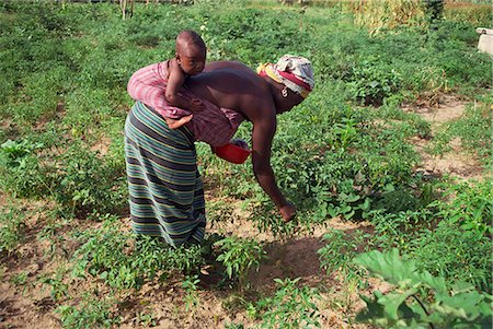 Woman working in pepper field, Gambia, West Africa, Africa Stock Photo - Rights-Managed, Code: 841-02947075