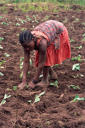 simsearch:841-02920266,k - Portrait of a young woman bending down, working in field, planting, Tanzania, East Africa, Africa Stock Photo - Rights-Managed, Code: 841-02947170
